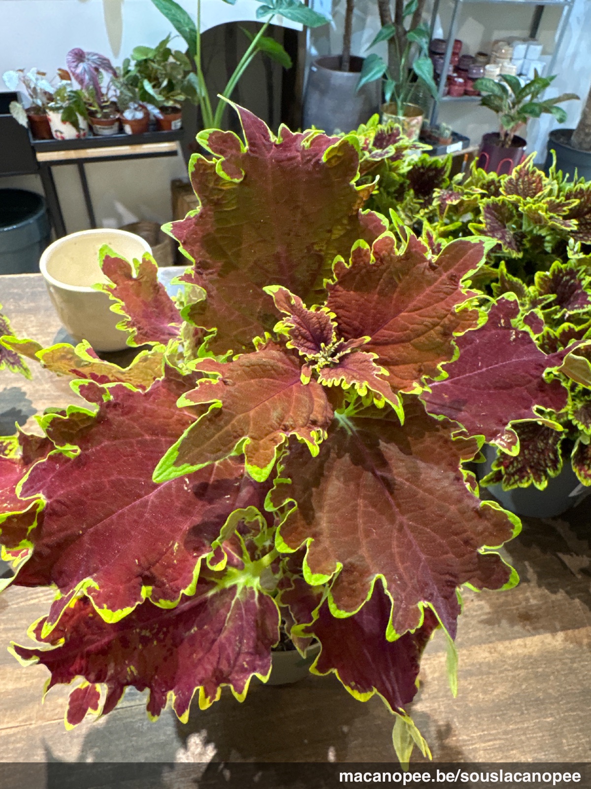 Fiche d'entretien: Coleus  Sous La Canope