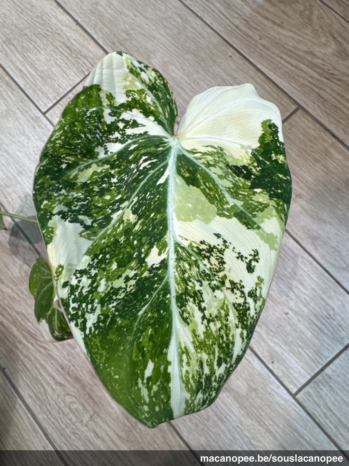 Fiche d'entretien: Philodendron  Sous La Canope